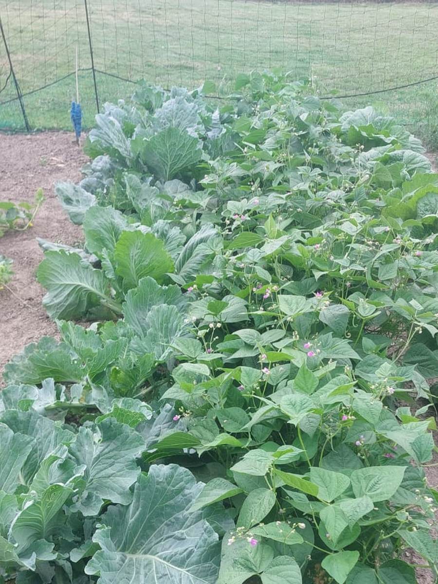 A dense bed of climbing beans growing alongside white cabbage
