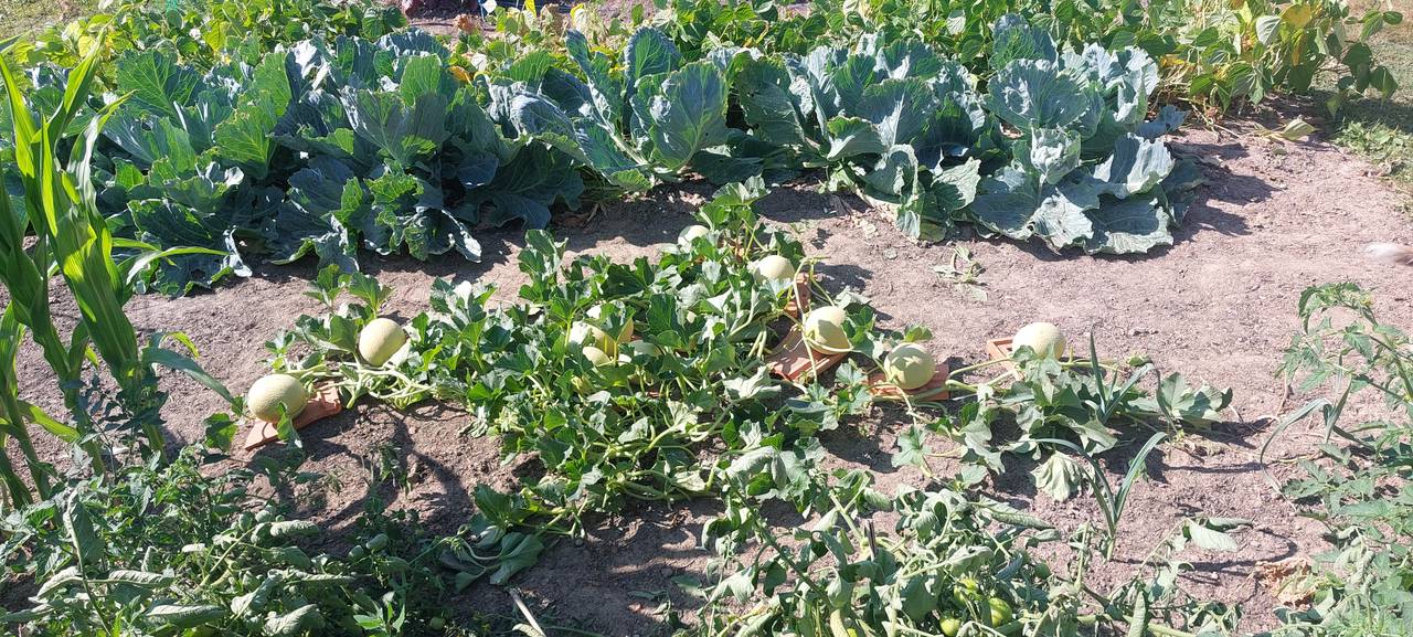 Open garden beds planted with melons and white cabbage