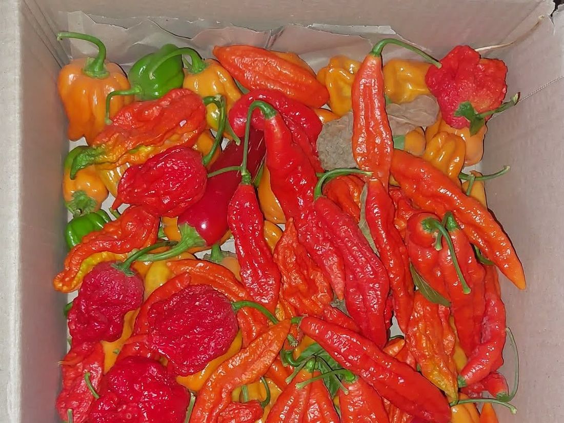 A crate filled with a mixed harvest of red and orange chilli peppers and habaneros
